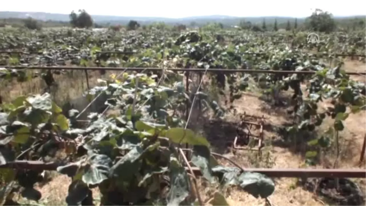 Kivi Hasadı Başladı