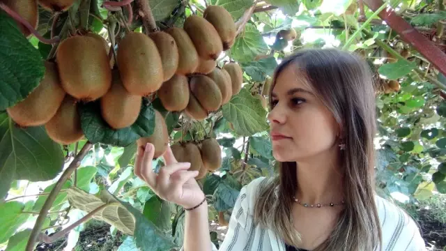 Mersin'de Kivi Hasadı Başladı
