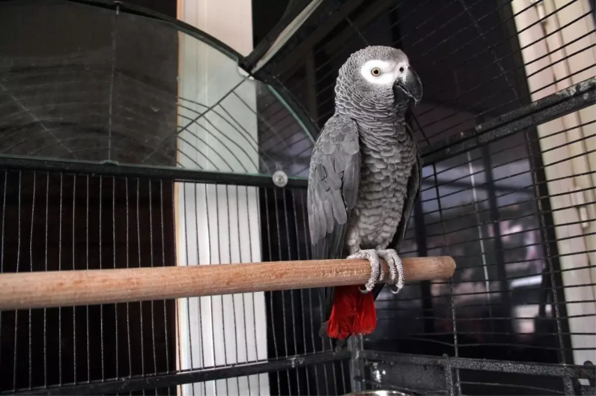 Papağan Sayesinde Hırsızlık Çetesi Çökertildi