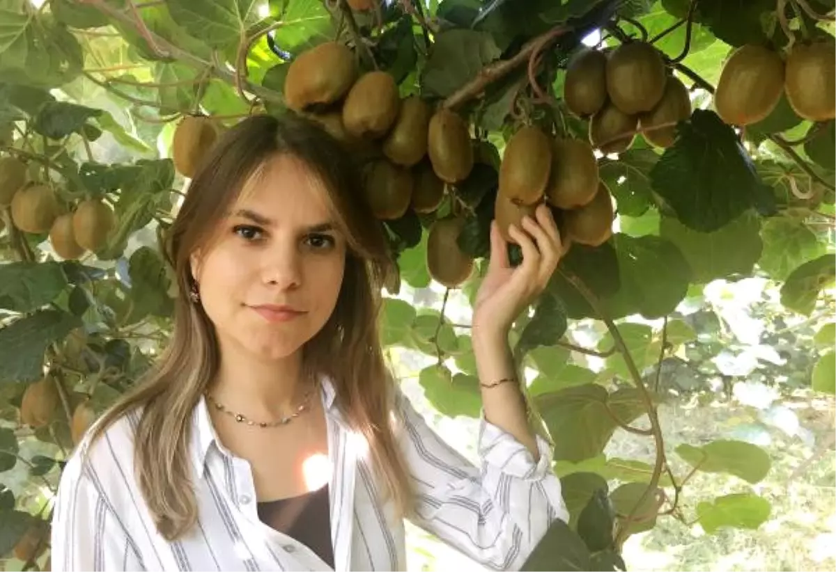 Silifke'de Yılın İlk Kivi Hasadı Yapıldı