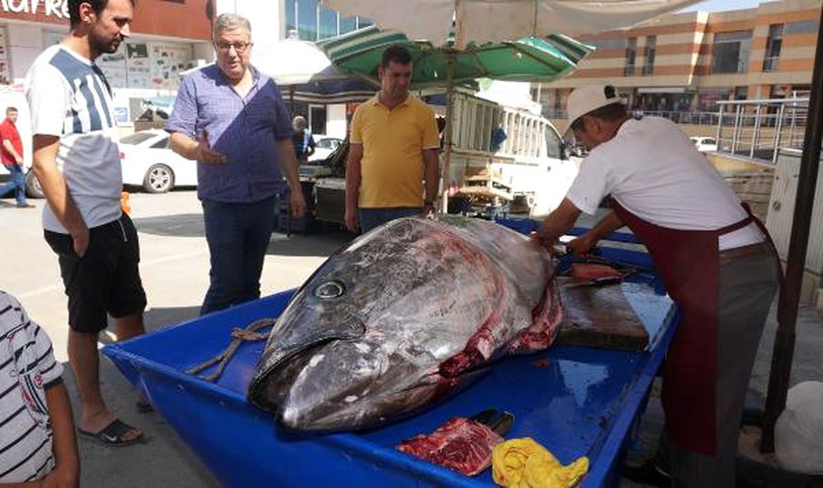 Saros Körfezi'nde Yakalanan Dev Granyöz Balığına Vatandaşlardan Büyük İlgi