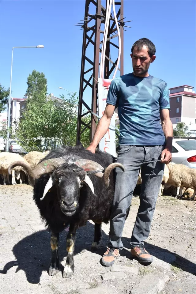 Güncelleme - Kars Merkezli Hayvan Hırsızlığı Operasyonu