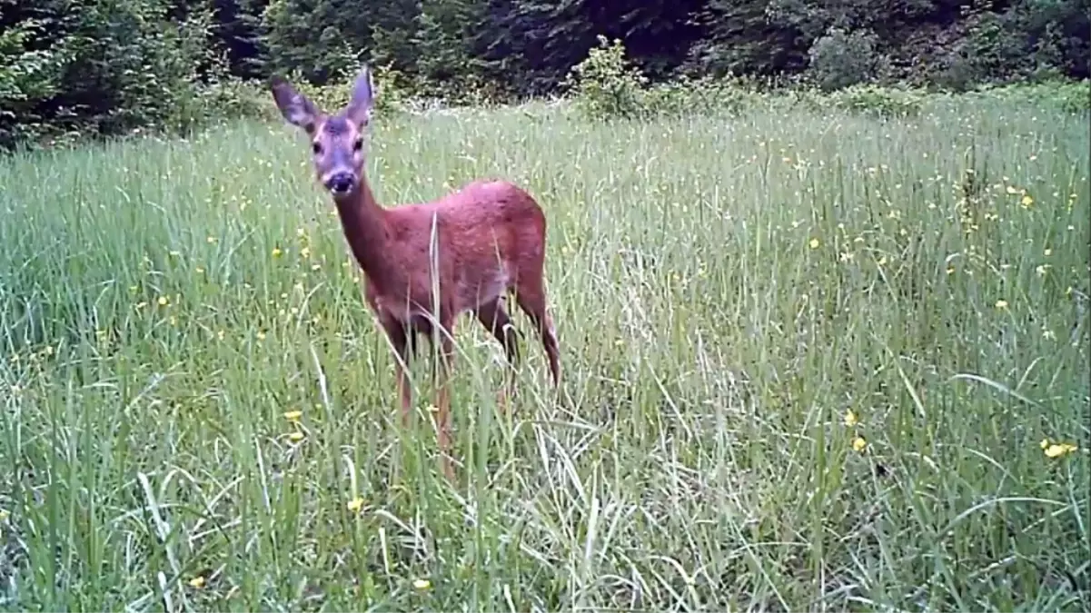 Karabük'te Yaban Hayatı Fotokapanla Görüntülendi