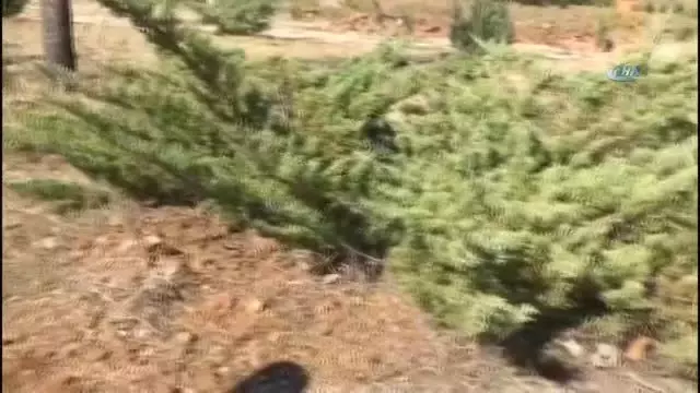 Sanatçıların Köyünde Yöresel Yabani Bitkiler Parkı Kuruluyor