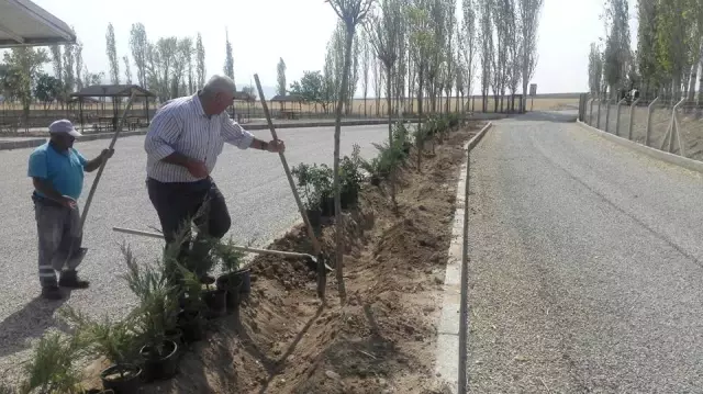 Sungurlu'da 9 Bin Fidan Toprakla Buluştu