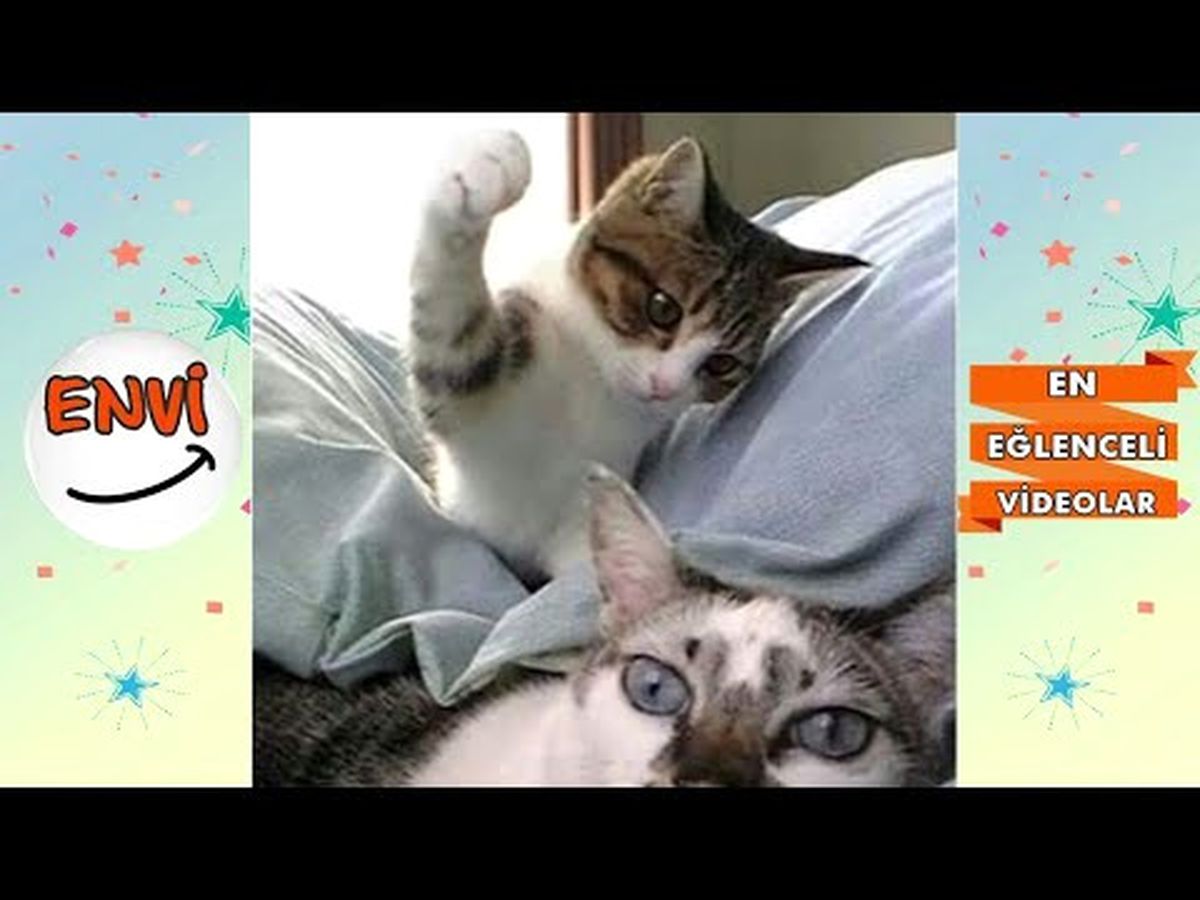 Tokat Atan Kedilerden Komik Anlar ?? Komik Kediler 2017