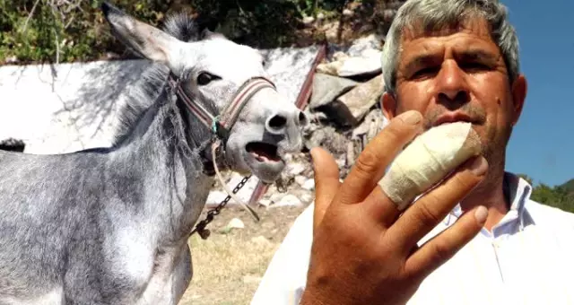 Eşek, Saldırdığı Sahibinin Parmağını Kopardı