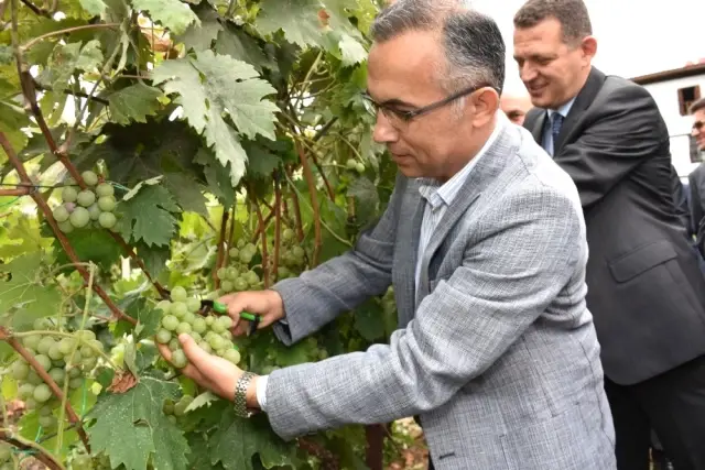 Safranbolu'da Bağbozumu Etkinliği
