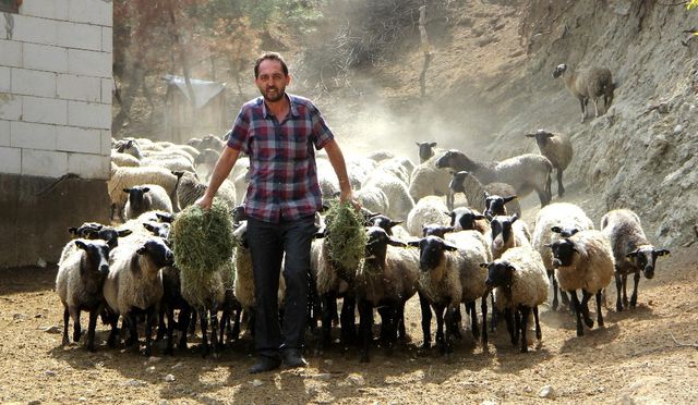Beşiz doğuran koyun getirdi, siparişe yetişemiyor