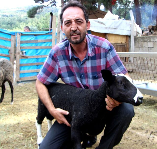 Beşiz doğuran koyun getirdi, siparişe yetişemiyor