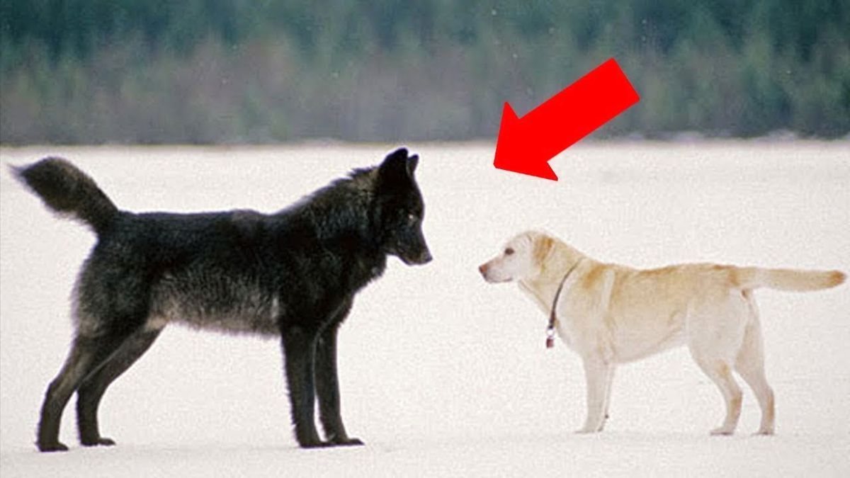 Vahşi Bir Kurt Evcil Bir Köpekle Karşılaşırsa Ne Olur