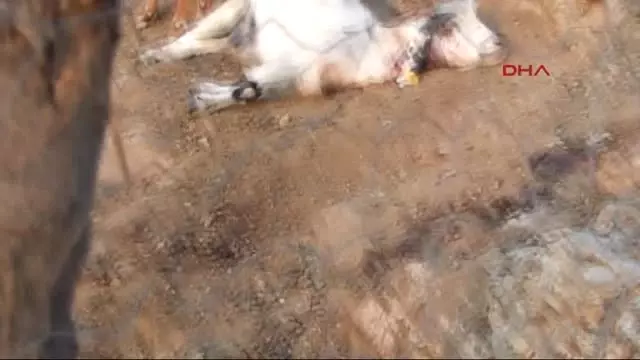 Hakkari Kurtlar, Derecik'te 20 Keçiyi Telef Etti Hakkari Kurtlar, Derecik'te 20 Keçiyi Telef Etti