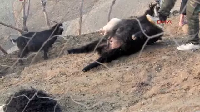 Hakkari Kurtlar, Derecik'te 20 Keçiyi Telef Etti Hakkari Kurtlar, Derecik'te 20 Keçiyi Telef Etti