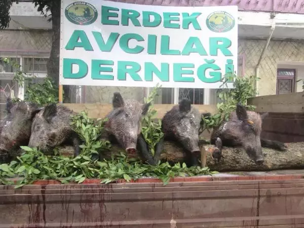 Erdek'te Tören Alanından Geçişi Yapılan Ölü Domuzlar, İlginç Görüntüler Oluşturdu