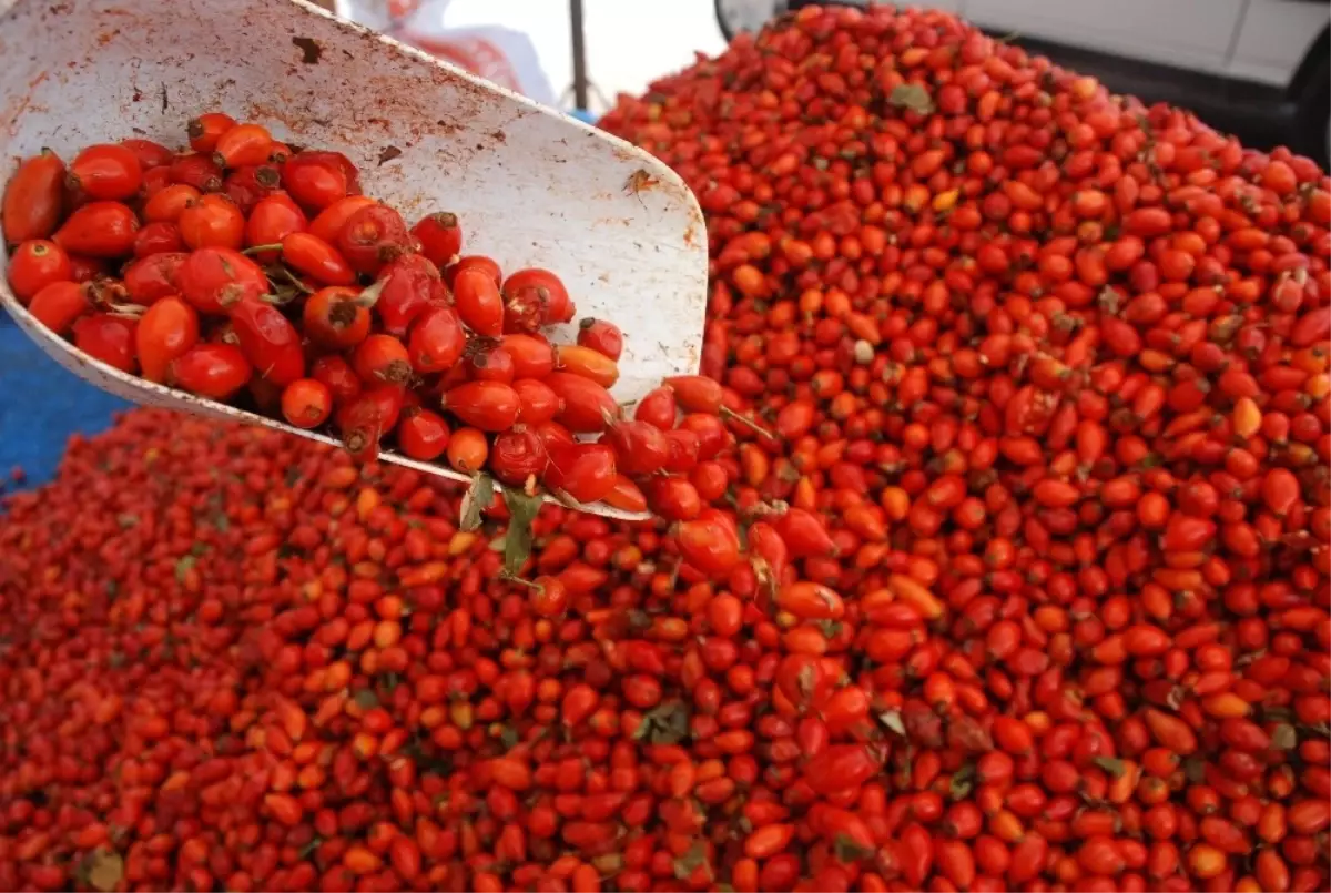 Kuraklık Kuşburnunu Vurdu, Fiyatlar Arttı