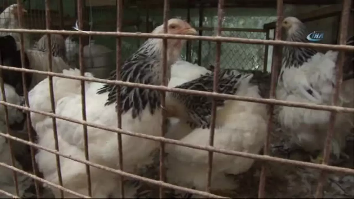 Süs Tavukları Trabzon'da Podyuma Çıkacak