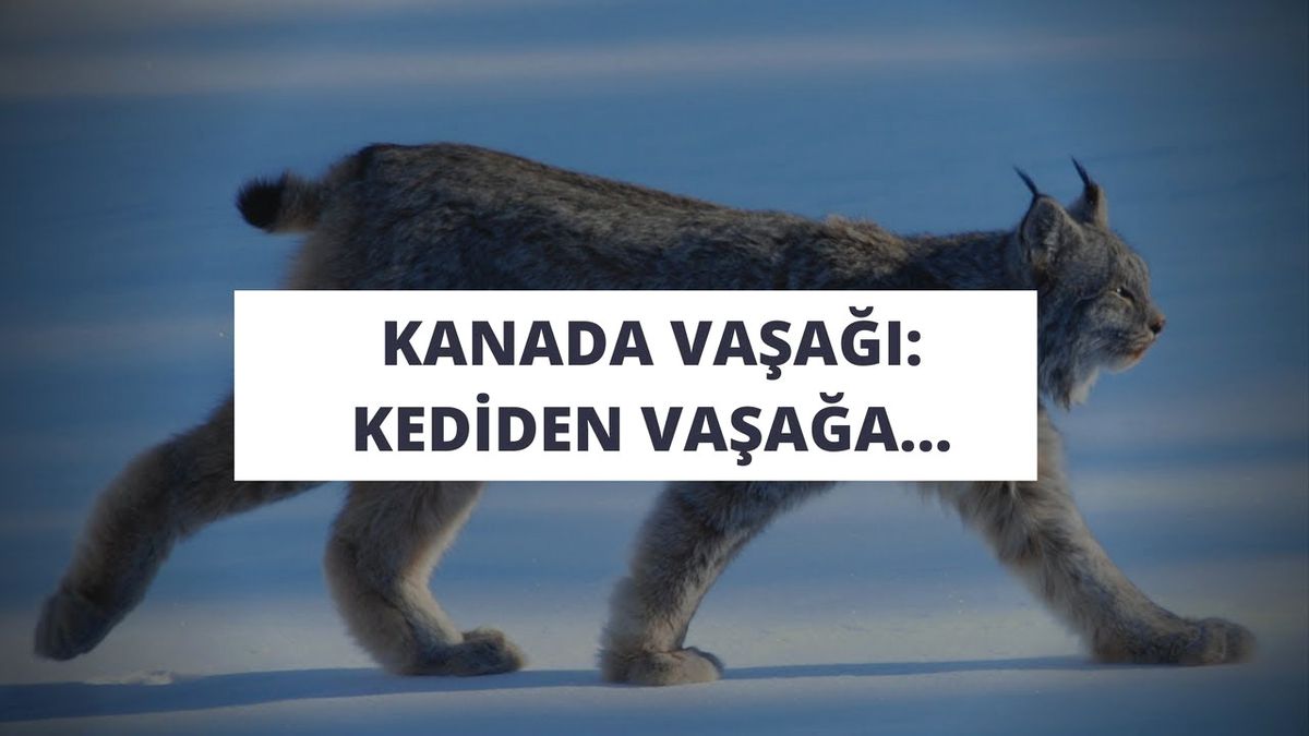 Kanada Vaşağı: Kediden Vaşağa...