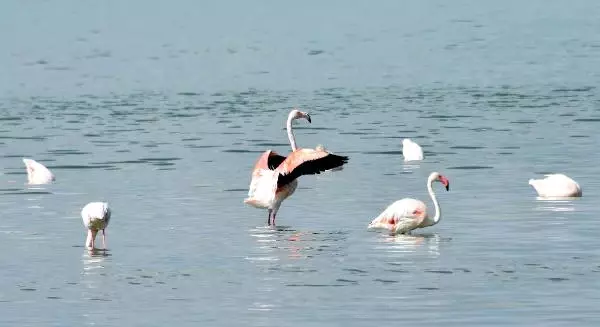 Van'da Flamingo Festivali Van'da Flamingo Festivali