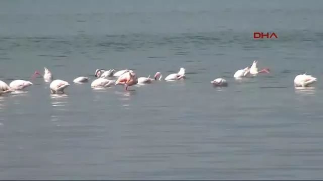 Van'da Flamingo Festivali Van'da Flamingo Festivali
