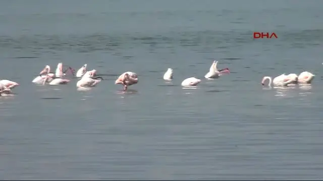 Van'da Flamingo Festivali Van'da Flamingo Festivali