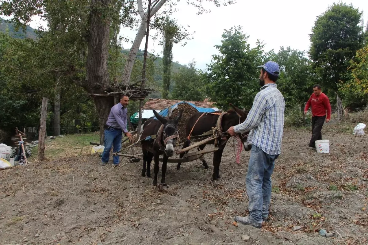Kırsal Mahallelerde Eşekle Tarım Revaçta