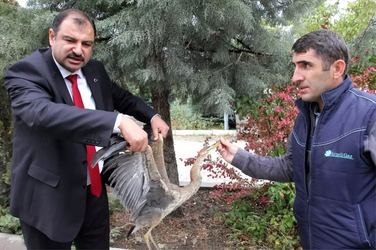 Tedavisi Yapılan Balıkçıl Kuş Tekrardan Doğaya Salındı