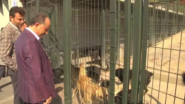 Hülya Koçyiğit Sokak Hayvanları İçin Kulübe Tasarladı Hülya Koçyiğit Sokak Hayvanları İçin Kulübe Tasarladı