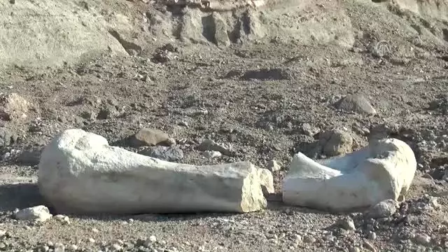 Kayserili Keçi Çobanı 6 Milyon Yıllık Fosil Buldu