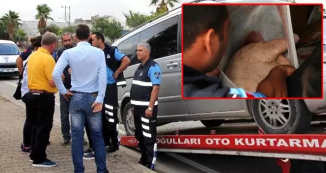 İhbar Üzerine Durdurulan Minibüste 420 Kilo Domuz Eti Ele Geçirildi