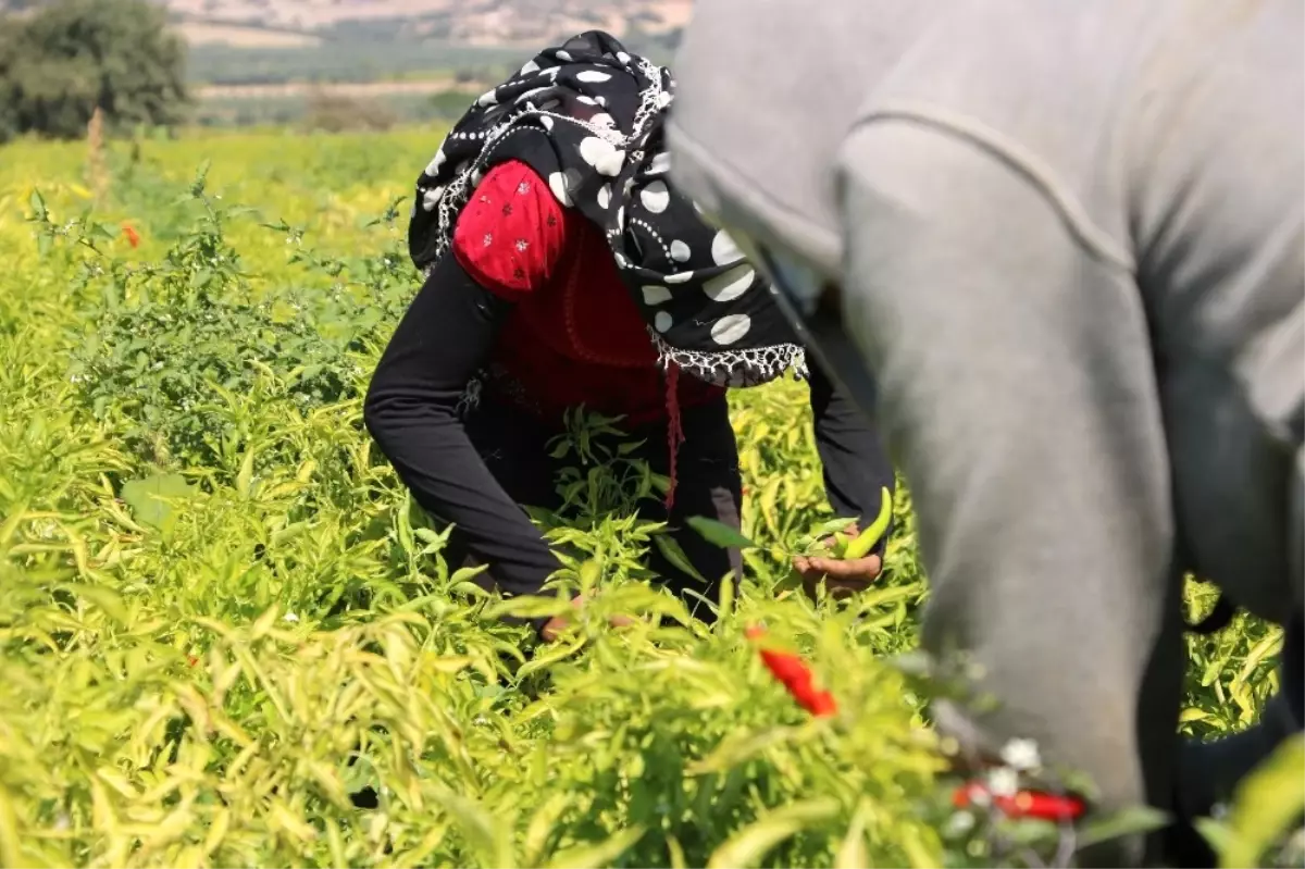 Manisalı Biber Üreticileri Devletten Prim Bekliyor