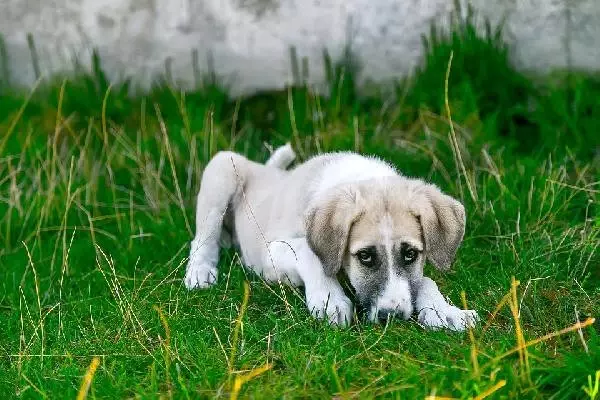 İtalya'da Hasta Köpeğine Bakmak İsteyene Ücretli İzin Verildi