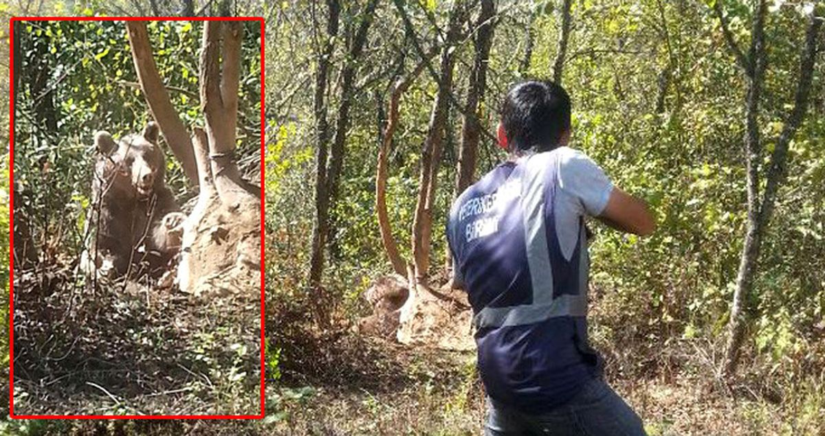 Karabük'te Aç Kalınca Köye İnen ve Tele Takılan Ayı Güçlükle Kurtarıldı