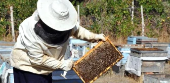 Sorgunlu Hanımağa, Yılda 1.5 Ton Organik Bal Üretiyor