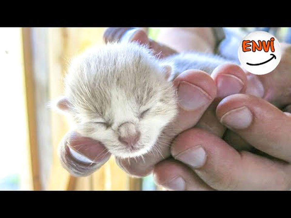 Birbirinden Tatlı Minicik Yavru Kedi Videoları ?? Komik Kediler 2017