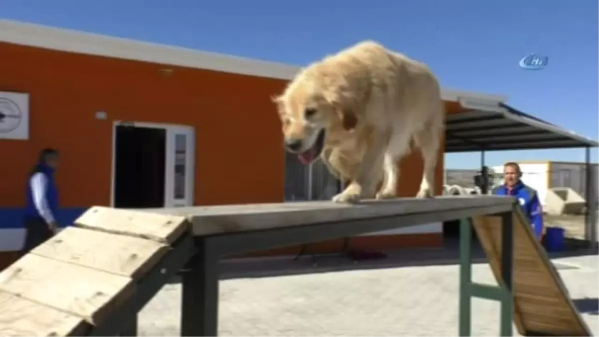 Arama ve Kurtarma Köpeklerinin Zorlu Yeterlilik Sınavları