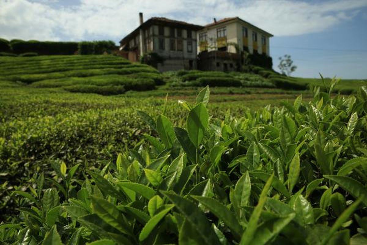 Doğu Karadeniz'de Çay Hasat Dönemi Sona Erdi