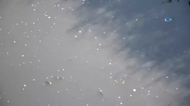 Fabrika Atıkları Balıkları Oksijensiz Bıraktı