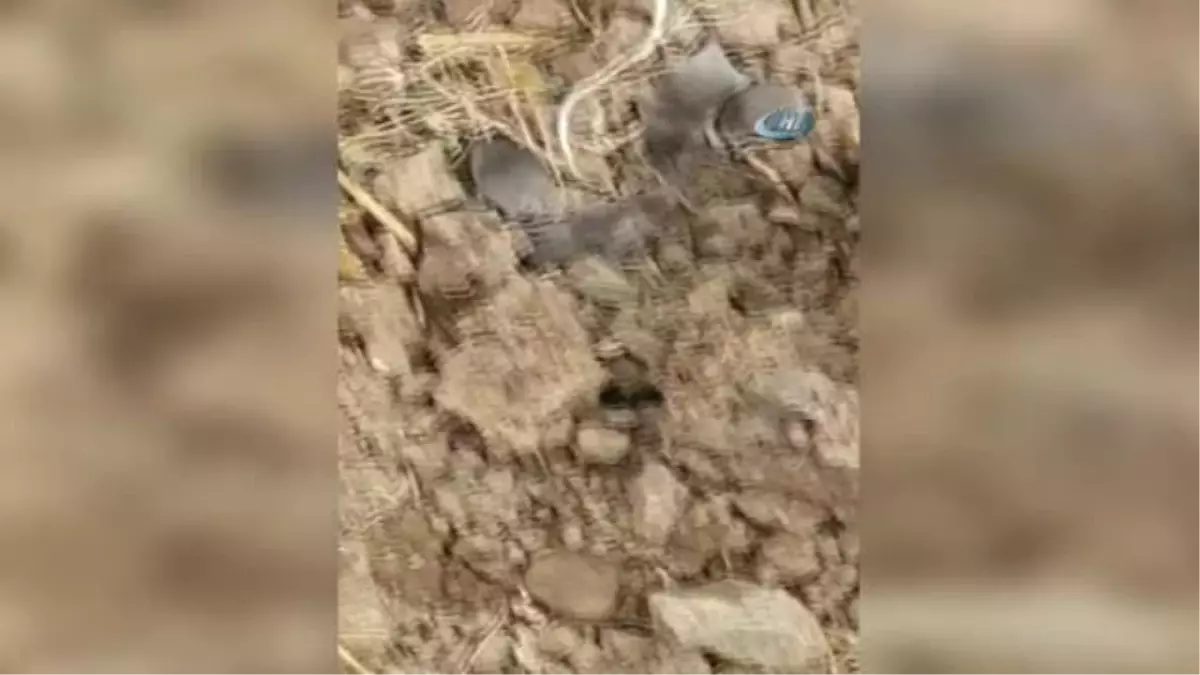 Sivas'ta Görülen Bu Canlı Şaşırttı