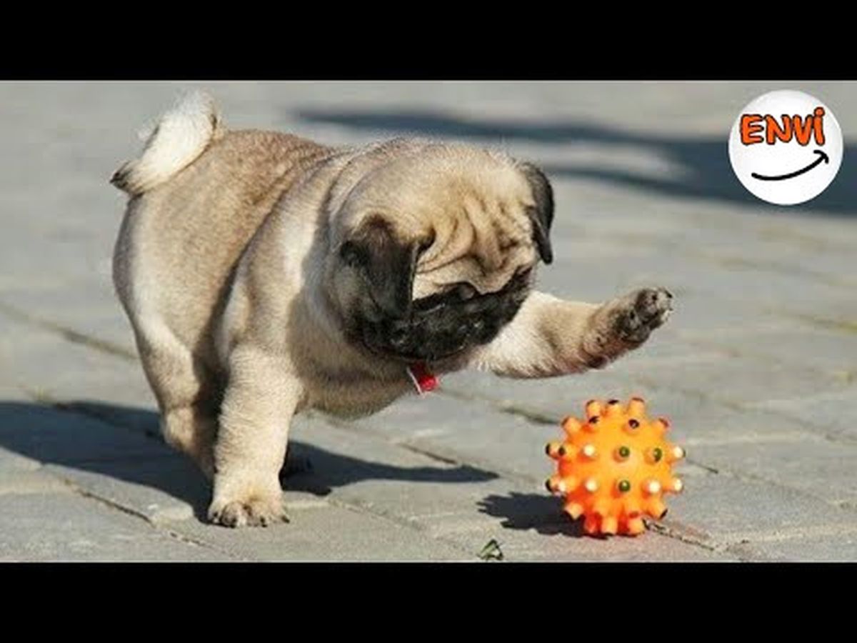 Yavru Köpeklerin Komik Kazaları ?? Komik Köpekler 2017