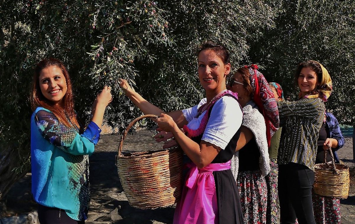 Gömeç'te '3. Geleneksel Gömeç Zeytin Hasat Şenliği' Coşkusu