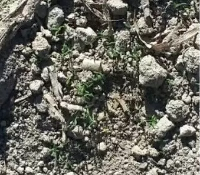Afyonkarahisar'da, 1 Milyon 83 Bin Kök Haşhaş Yakalandı