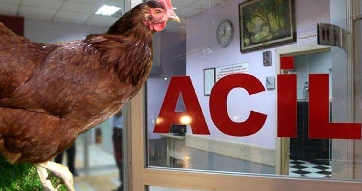 Tavuğu Pansuman İçin Hastaneye Götüren Gencin Hemşireleri İkna Çabası Güldürdü
