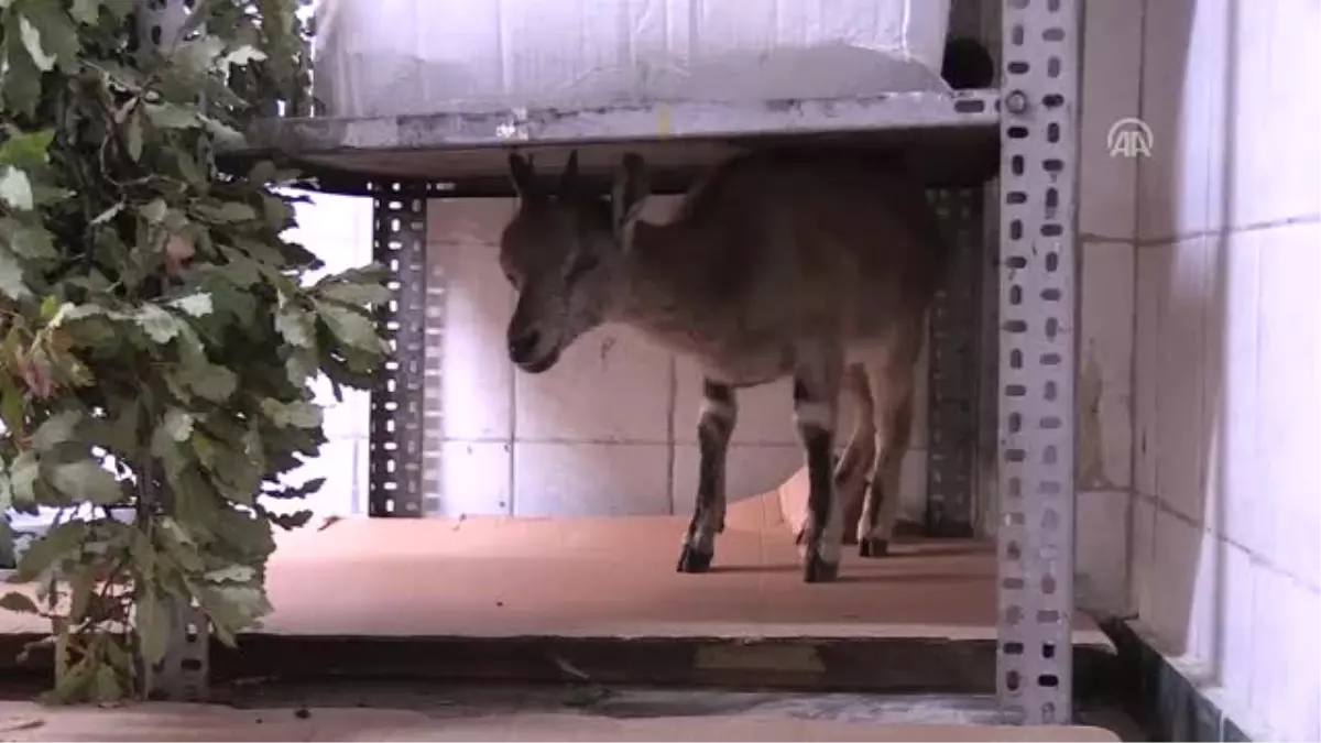 Hasta Yaban Keçisine Şefkat Eli