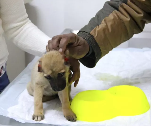 Gaziantepte bir aylık köpeğin kulağını kestiler 17