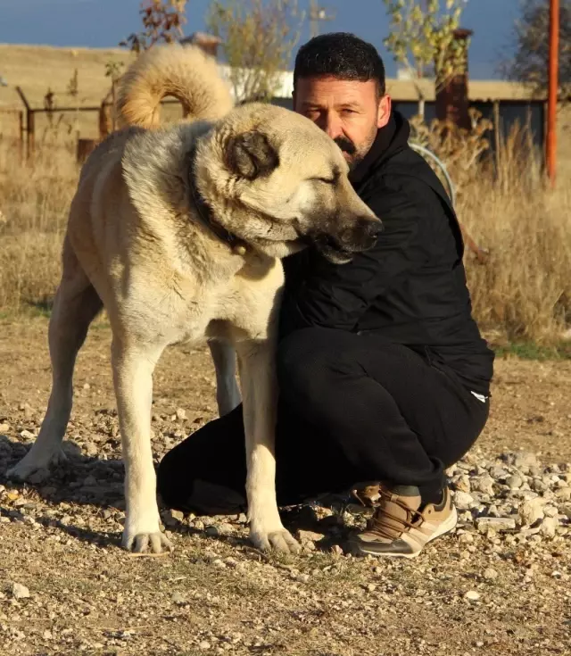 Kangal Köpekleri, Cumhurbaşkanlığı Külliyesinin Korunmasına Talip