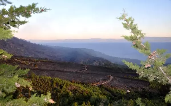 Datça'daki Orman Yangınında Kundaklama Şüphesi: 1 Kişi Gözaltında