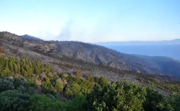 Datça'daki Orman Yangınında Kundaklama Şüphesi: 1 Kişi Gözaltında