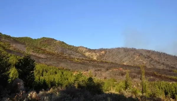 Datça'daki Orman Yangınında Kundaklama Şüphesi: 1 Kişi Gözaltında