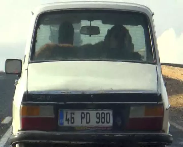 çoban köpeği pulu neden değerli