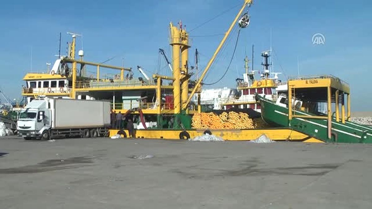 Karadeniz'de Hamsi Bereketi